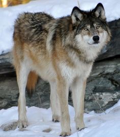 a wolf standing in the snow looking at something