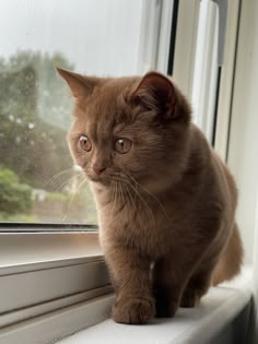 a brown cat sitting on top of a window sill