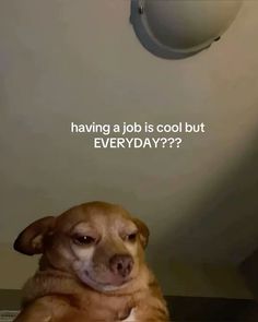 a brown dog sitting on top of a toilet