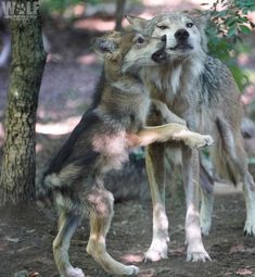 two wolfs playing in the woods with each other and one is holding its head up