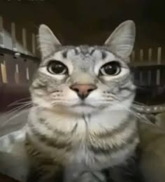 the cat is looking at the camera with big eyes