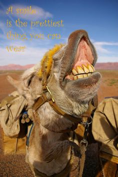 a camel with its mouth open and tongue out