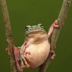 a frog sitting on top of a tree branch