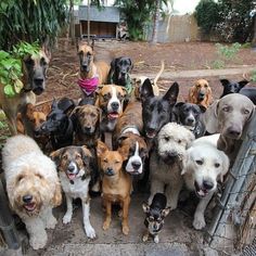 a group of dogs standing next to each other in front of a fence and trees
