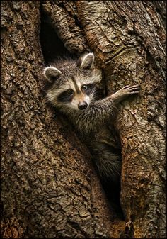 a raccoon peeks out from its hole in a tree