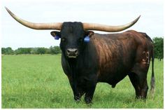 a bull with large horns standing in the middle of a grassy field, looking at the camera