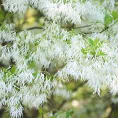 white flowers are blooming on the branches of a tree