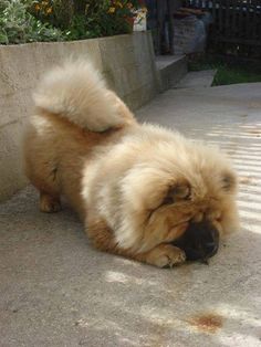 a fluffy dog laying on the ground next to a wall and flower potted plant
