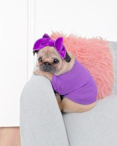 a small pug dog wearing a purple shirt and sitting on a gray couch with pink pillows