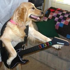 a dog that is holding a guitar in it's mouth with the caption lucho daume un mi