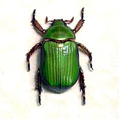 a green beetle sitting on top of a white surface