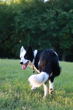 a black and white dog running in the grass with its tongue out to catch a frisbee