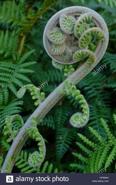 an old plant with green leaves on it's stem in the middle of some ferns