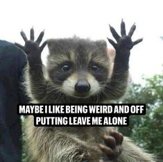 Racoon 😛 Raccoon Humor Quote, Funny Quote About Inner Raccoon, Raccoon Quotes, Raccoon Ankle Biter Meme, Cute Raccoon With Funny Text, Raccoon Quote, Two Raccoons With Humorous Text, Raccoon With Humorous Text Overlay, Raccoon Meme About Oversharing