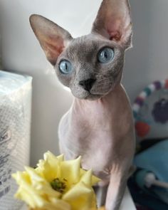 a hairless cat sitting on top of a table next to a vase with flowers