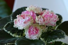 some pink and white flowers are in a pot