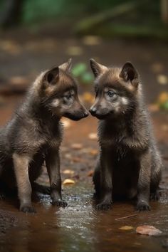 two baby wolf cubs are sitting in the water and looking into each other's eyes