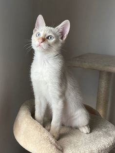 a white kitten sitting on top of a cat bed