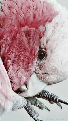 a close up of a pink and white bird with feathers on it's head