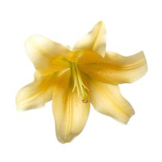 a yellow flower is shown against a white background