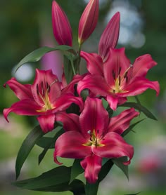 red flowers with green leaves in a vase
