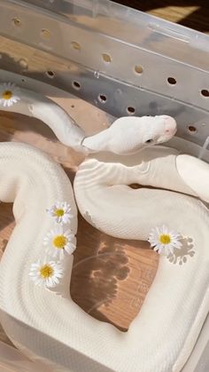 a white snake with daisies on it's back in a metal container,