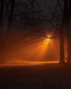 the sun is shining through the trees in the foggy park at night with no leaves on the ground