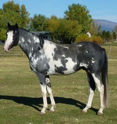 a black and white horse standing on top of a grass covered field with trees in the background