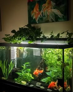 an aquarium filled with goldfish and plants in front of a painting on the wall