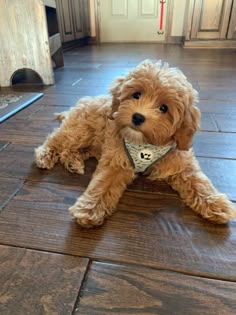 a small brown dog sitting on top of a wooden floor next to a door and wearing a bandana