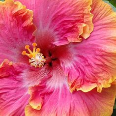 a pink and orange flower with yellow stamens on it's center piece