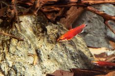an orange and red fish is swimming in the water next to some rocks with brown leaves on it