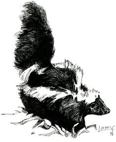 an ink drawing of a skunka running on the ground with it's tail up