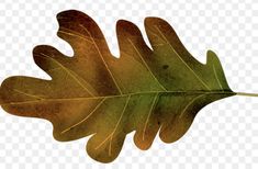an oak leaf on a white background