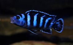 a blue and white striped fish in an aquarium