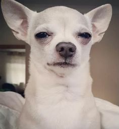 a small white dog sitting on top of a bed next to a wall and looking at the camera