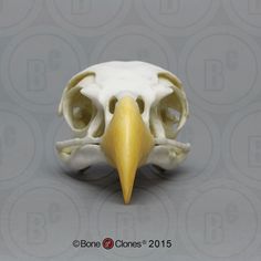Eagle skull front view Eagle Skull Anatomy, Eagle Wing Bones, Eagle Bone Structure, Bald Eagle Skull, Falcon Skull, Hawk Skull, Bearded Vulture Skull, Bald Eagle Skeleton, Eagle Skeleton