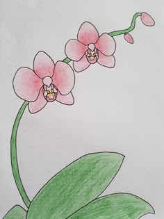 a drawing of a pink flower with green leaves