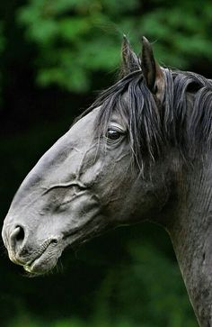 a close up of a horse with trees in the background