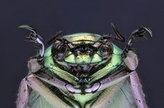 a close up view of a green bug's head