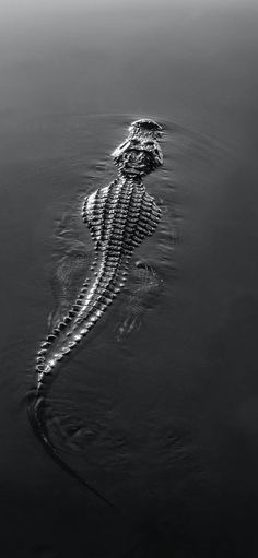 a black and white photo of an alligator in the water with it's tail sticking out