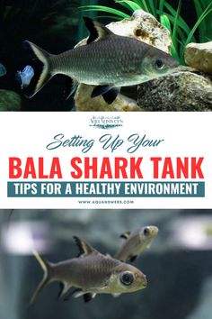 A Bala shark swims in an aquarium with rocks and plants. Text reads, "Setting Up Your Bala Shark Tank: Tips for a Healthy Environment.