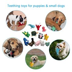 there are many toys for puppies and small dogs