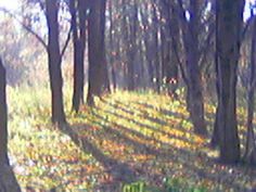 the sun is shining through the trees in the woods with leaves on the ground and grass