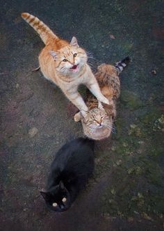 two cats standing next to each other on top of a cement ground with one cat looking up at the camera