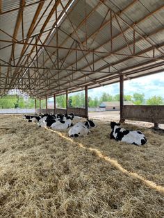 several cows laying down in the hay under a building with metal roofing and wooden beams