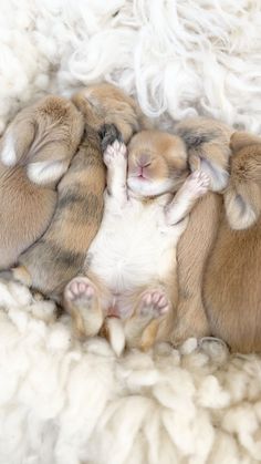 three baby puppies are curled up in a pile on top of white fluffy blankets