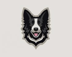 a black and white dog's head with its tongue out on a gray background