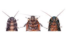 three cockroaches sitting on top of each other in front of a white background