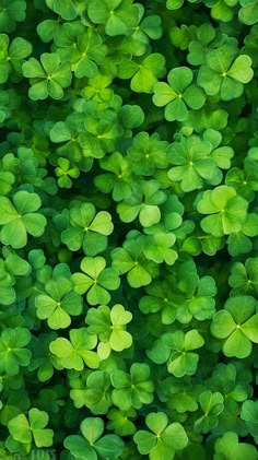 many green clovers are growing together in the grass, and there is no image here to provide a caption for